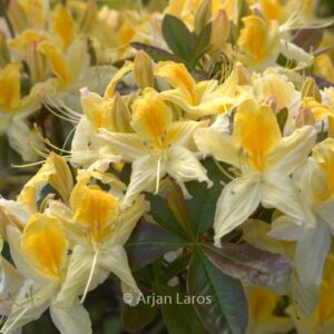 Rhododendron 'Northern Highlights' (Azalea)