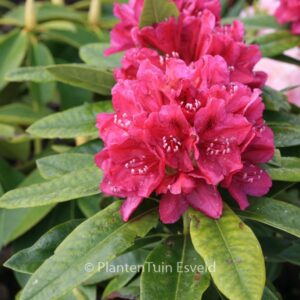 Rhododendron 'Old Port'