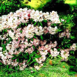 Rhododendron 'Oldenburg'