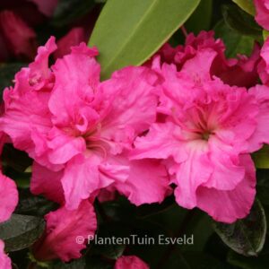 Rhododendron 'Orion' (Azalea)