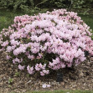 Rhododendron 'Osmar'