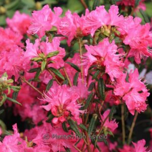 Rhododendron 'Ostara'