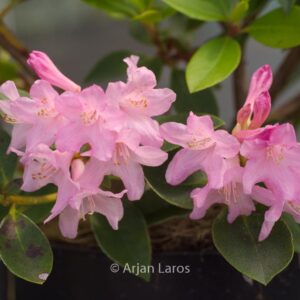 Rhododendron 'Ovatum'