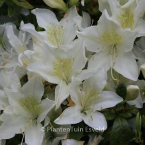 Rhododendron 'Palestrina' (Azalea)