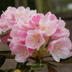 Rhododendron 'Palle Christensen'