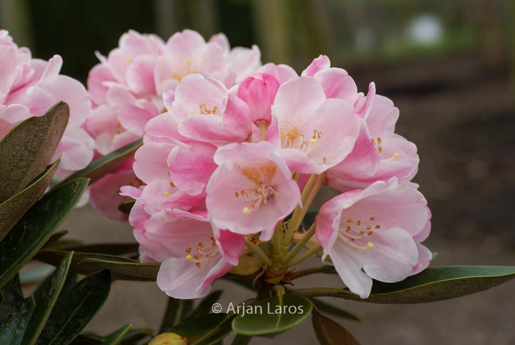 Rhododendron 'Palle Christensen'
