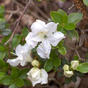 Rhododendron 'Panda' (Azalea)