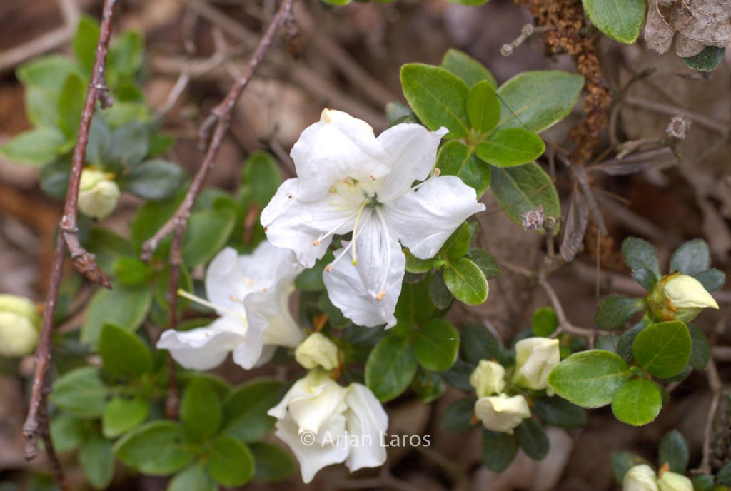 Rhododendron 'Panda' (Azalea)
