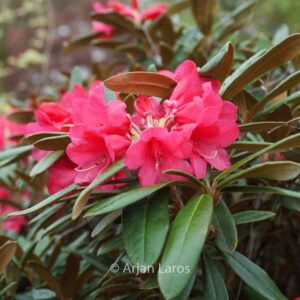 Rhododendron 'Parsifal'
