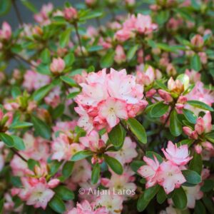 Rhododendron 'Peggy Ann' (Azalea)