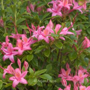 Rhododendron 'Pennsylvania' (Azalea)