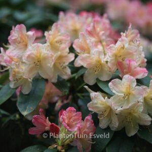 Rhododendron 'Percy Wiseman'