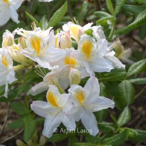 Rhododendron 'Persil' (Azalea)