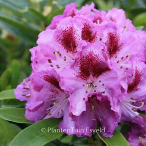 Rhododendron 'Pfauenauge'