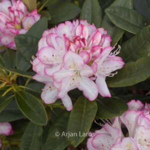 Rhododendron 'Picotee'