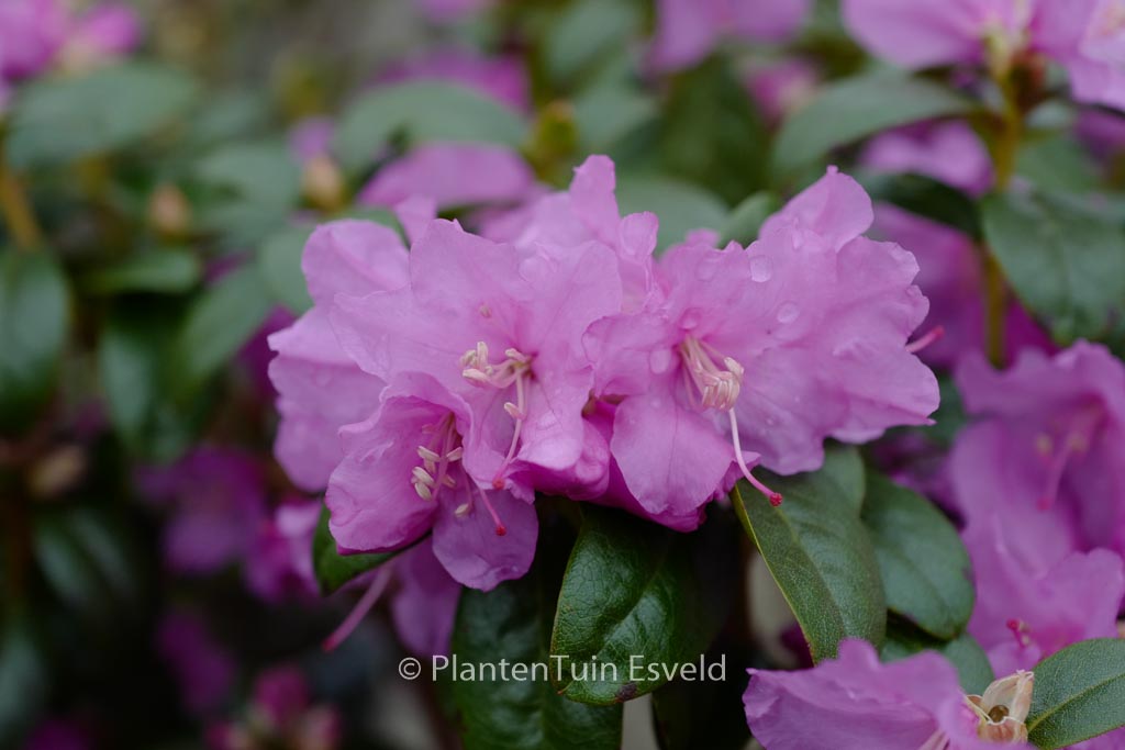 Rhododendron 'Praecox'