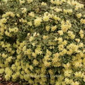 Rhododendron 'Princess Anne'