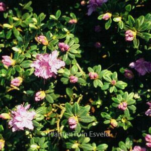 Rhododendron 'Purple Gem'