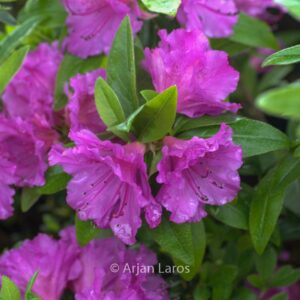 Rhododendron 'Purple Splendor' (Azalea)