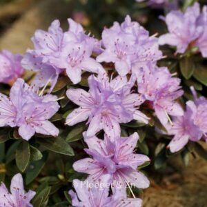 Rhododendron 'Pygmaea'