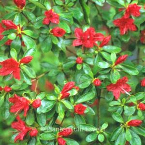 Rhododendron 'Rashomon' (Azalea)