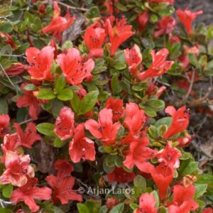 Rhododendron 'Red Fountain'