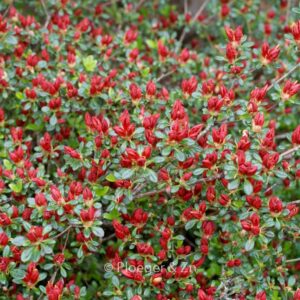 Rhododendron 'Red Pimpernel' (Azalea)