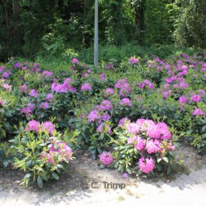 Rhododendron 'Roseum Elegans'