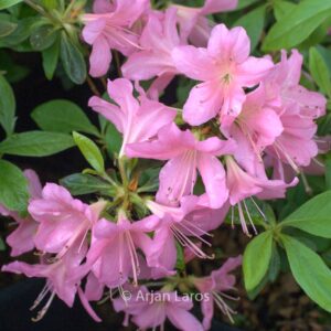 Rhododendron 'Royal Pink' (Azalea)