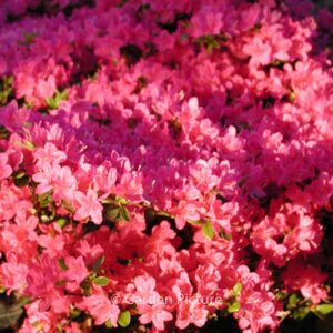 Rhododendron 'Rubinetta' (Azalea)