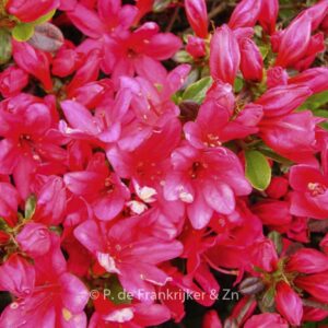 Rhododendron 'Rubinstern' (Azalea)