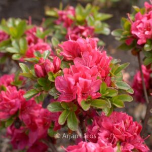 Rhododendron 'Ruhrfeuer' (Azalea)
