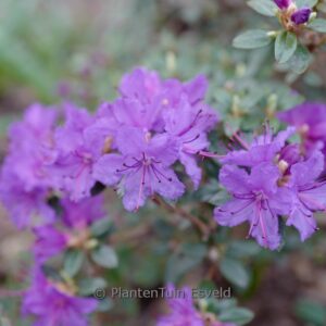Rhododendron 'Saint Merryn'