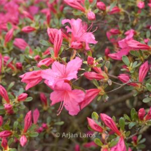 Rhododendron 'Sakura-tsukasa' (Azalea)