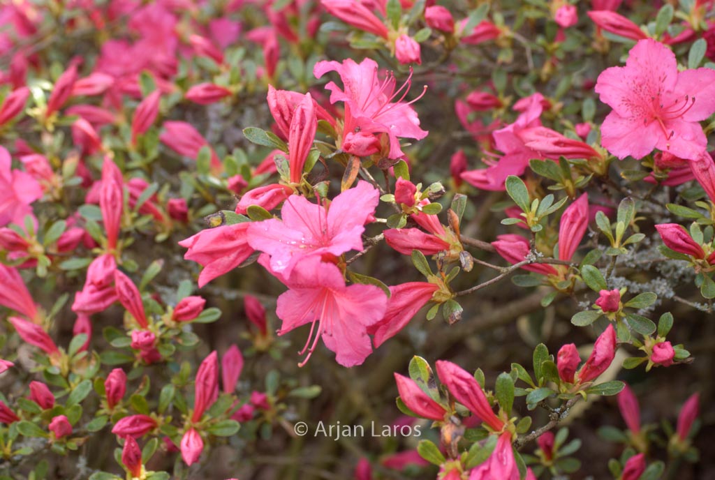 Rhododendron 'Sakura-tsukasa' (Azalea)