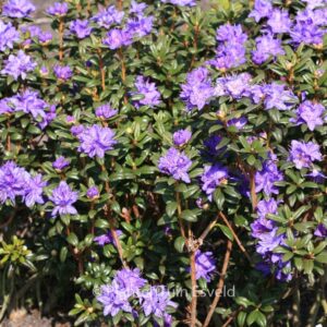 Rhododendron 'Sapphire'