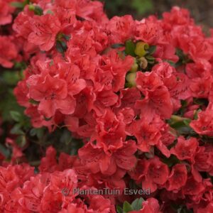 Rhododendron 'Satschiko' (GEISHA ORANGE) (Aza