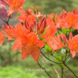 Rhododendron 'Saturnus' (Azalea)