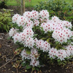 Rhododendron 'Schneeauge'