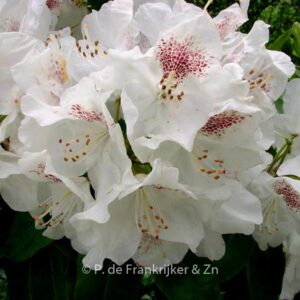 Rhododendron 'Schneebukett'
