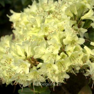 Rhododendron 'Shamrock'