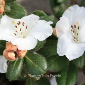 Rhododendron 'Silk Cap'