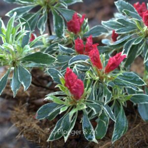 Rhododendron 'Silver Sword' (Azalea)