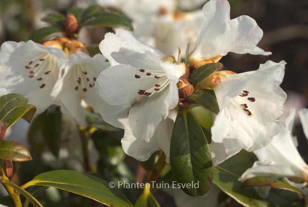 Rhododendron 'Snow Lady'
