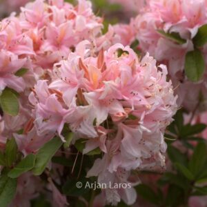 Rhododendron 'Soir de Paris' (Azalea)