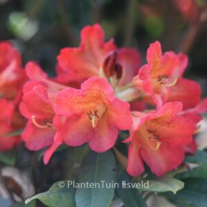 Rhododendron 'Sonata'