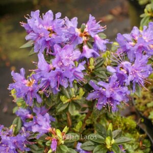 Rhododendron 'Songbird'