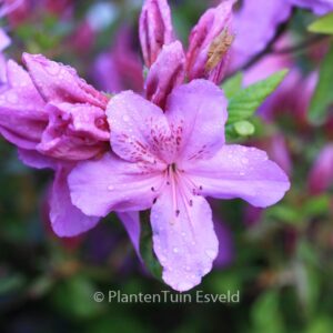 Rhododendron 'Sorpe' (Azalea)