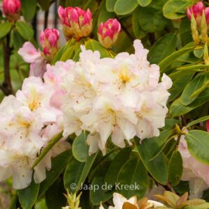 Rhododendron 'Spaetlese'