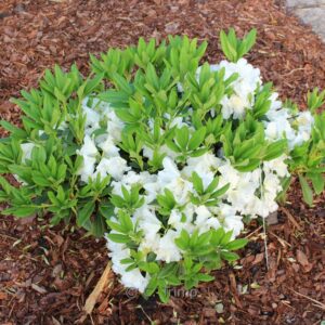 Rhododendron 'Spiegelei'